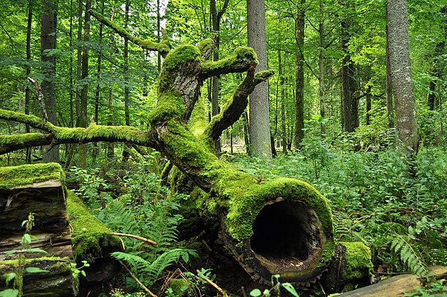 Białowieża (Belovezhskaya Pushcha) Forest