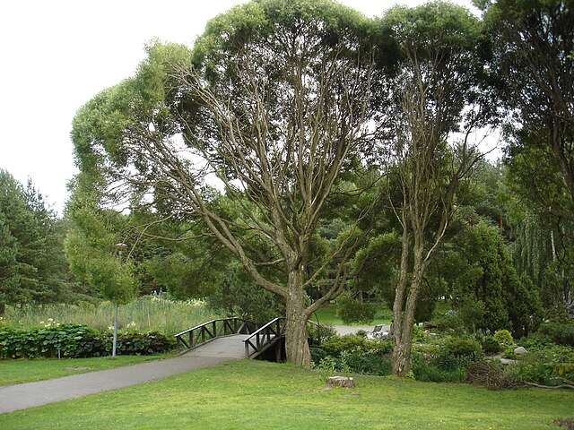 Hatanpää Arboretum