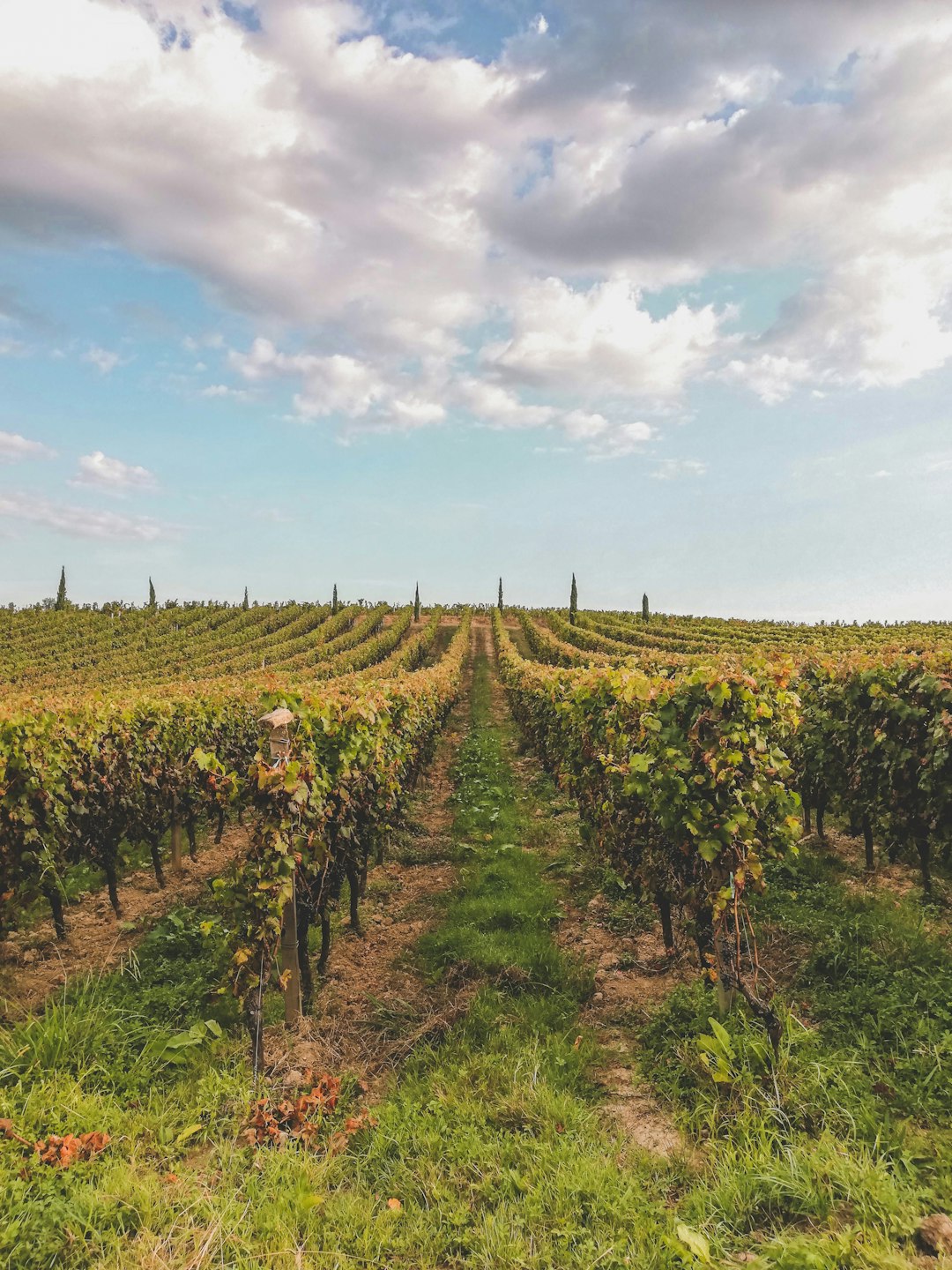Wine Tours & Tastings
