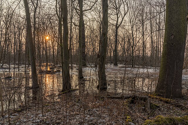 Leipzig Riverside Forest (Auwald)