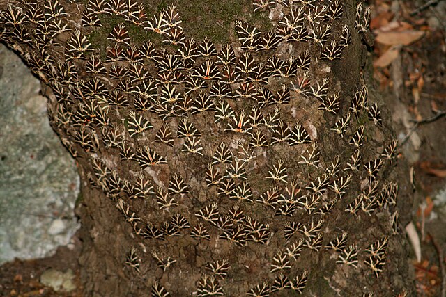 Valley of Butterflies (Petaloudes)