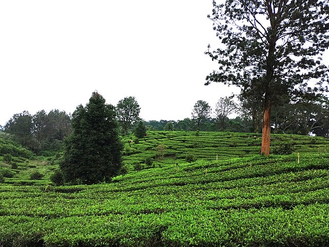 Puncak