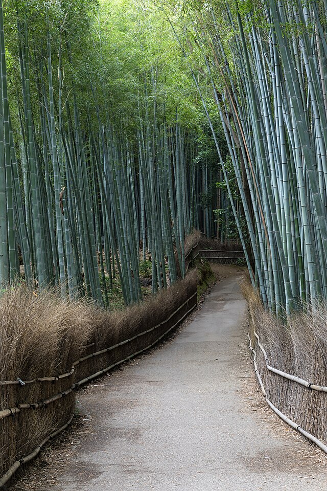 Arashiyama Bamboo Grove (Kyoto)