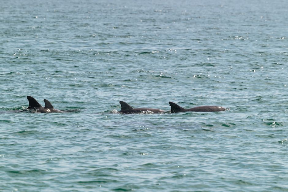 Dolphin Watching, Lagos & Vilamoura