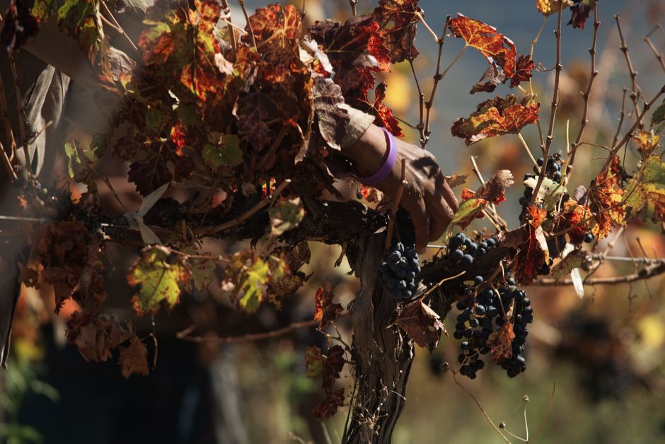 Sant Miquel Grape Harvest and Wine Fair