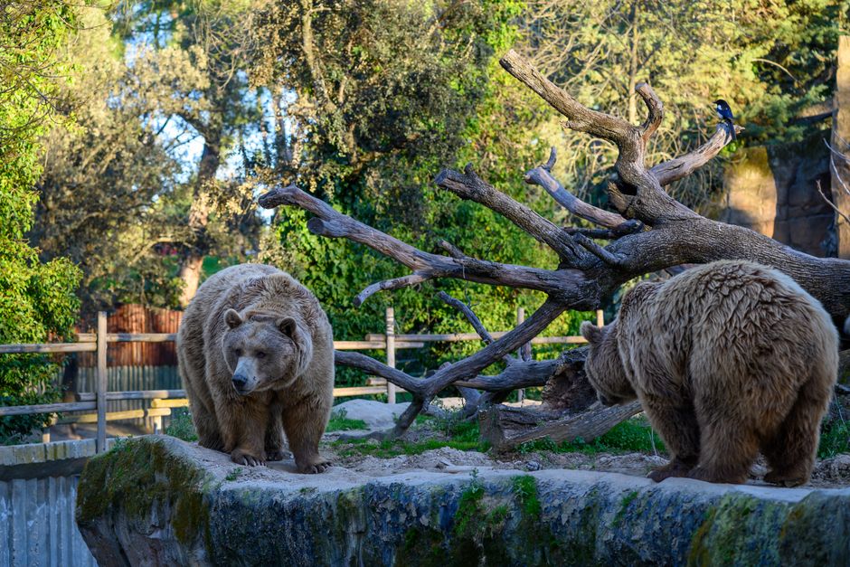 Madrid Zoo Aquarium